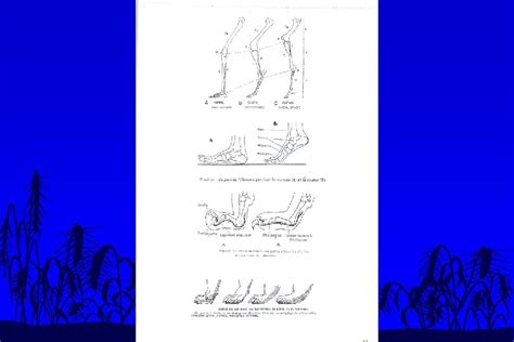 Anatomie Compare Du Squelette ADAPTATION DU SQUELETTE APPENDICULAIE