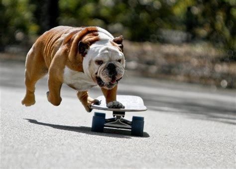 11 Pets Doing Amazing Tricks Amazing Animal Photos