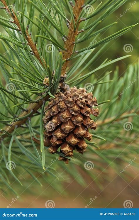 Pine Cone On A Branch Stock Image Image Of Decoration