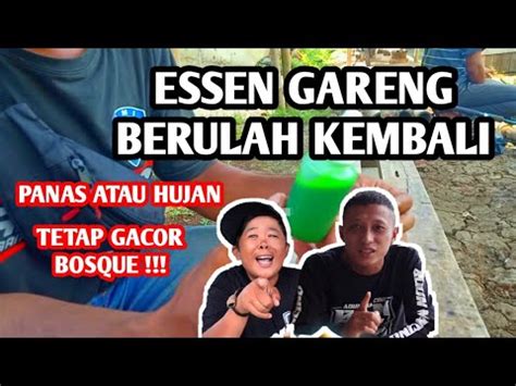 Essen Gareng Dari Adun Mancing Berulah Kembali Umpan Ikan Mas Paling