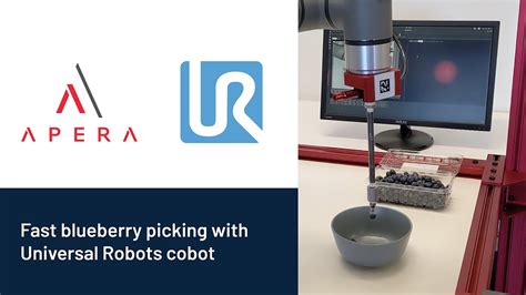 Fast Robotic Bin Picking Of Blueberries Using Universal Robots Cobot