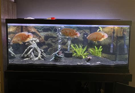 Oscar Fish Tank Design