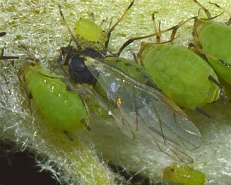 Aphis pomi (Apple aphid): identification, images, ecology, control