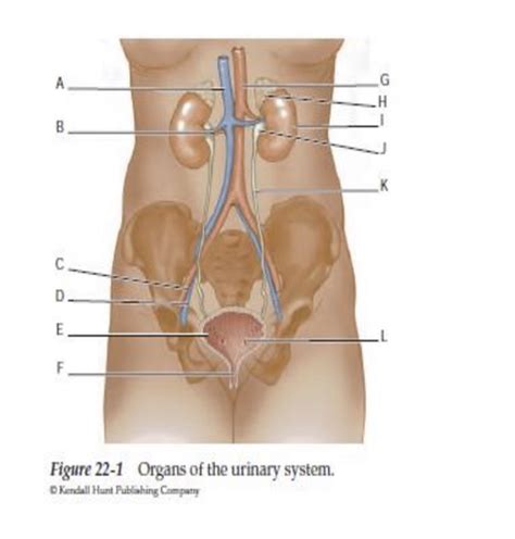 HPHYS Ch 18 Vocab Renal System Flashcards Quizlet