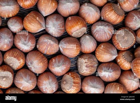 A Pile Of Harvested Hazelnuts On The Table Collected A Large Number Of