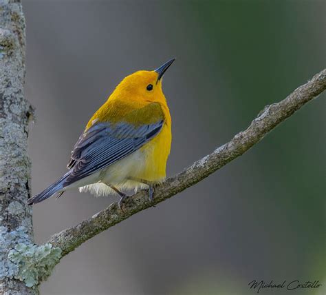 Prothonotary Warbler This Kind Of Side View Shot Of This B Flickr