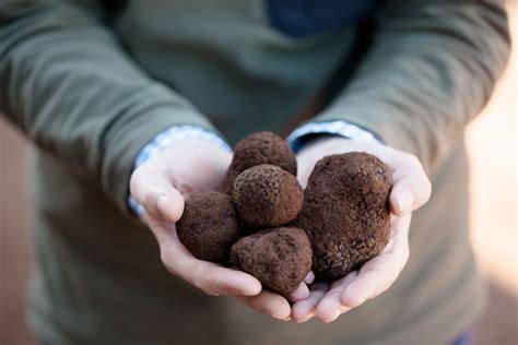 Australian Truffle Traders Premium Black Truffle Manjimup Western