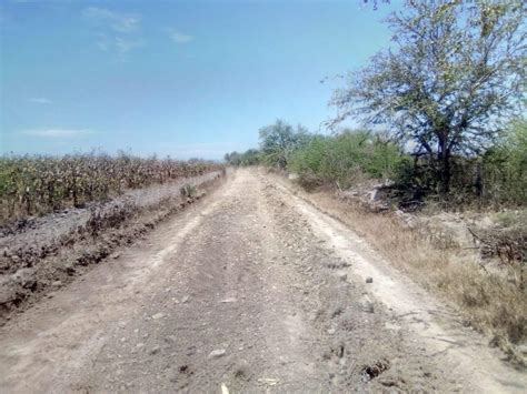 Rehabilitan Calles Y Caminos Saca Cosechas En Elota