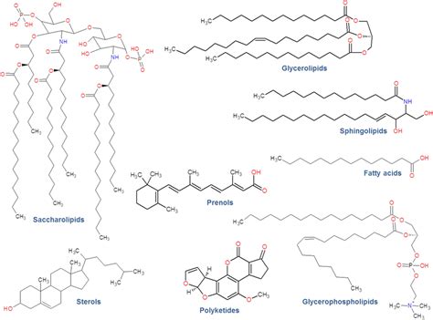 Picture Of Lipids Structure