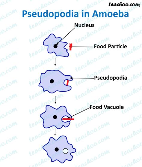 List 99 Pictures An Amoeba Moves By The Use Of Excellent