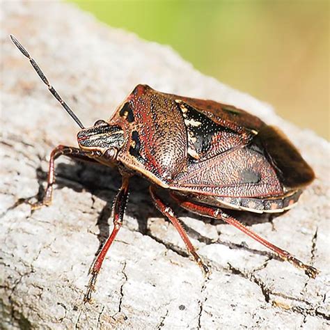 Cermatulus Nasalis About Tasmania