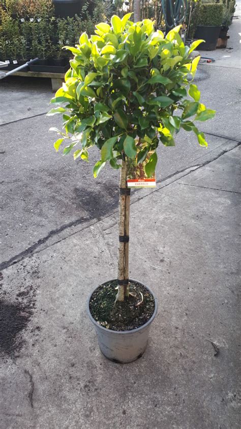 Ficus Hillii Emerald 3ft Standard 10 Pot Hello Hello Plants