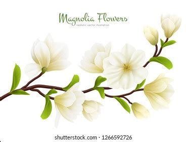 Colored Realistic White Magnolia Flower Composition Stock Vector