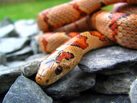 Kingsnake Photo Gallery Kingsnakes Thayeri Female