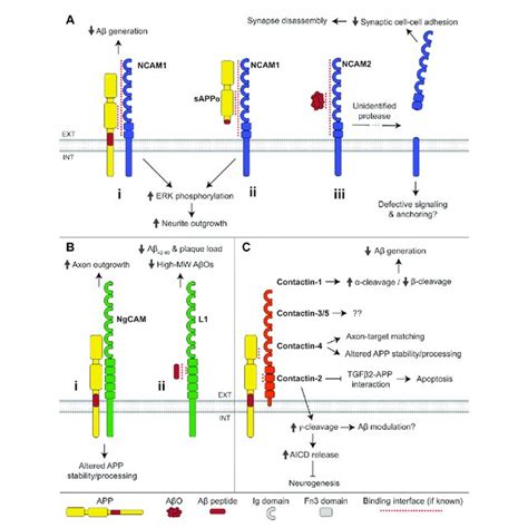 Interactions Of Cadherins With App A The γ Cleavage Product Of