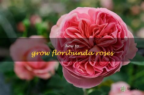 Tips For Cultivating Beautiful Floribunda Roses In Your Garden Shuncy