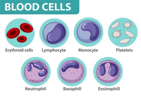 Red Blood Cells Clip Art Illustrations, Royalty-Free Vector Graphics & Clip Art - iStock