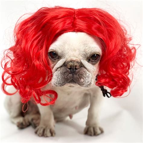 Dogs Wearing Wigs