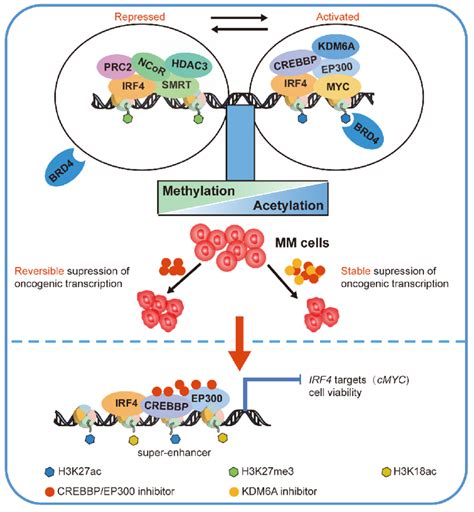 Oncogenic Irf Myc Expression Is Regulated By Histone Acetylation And