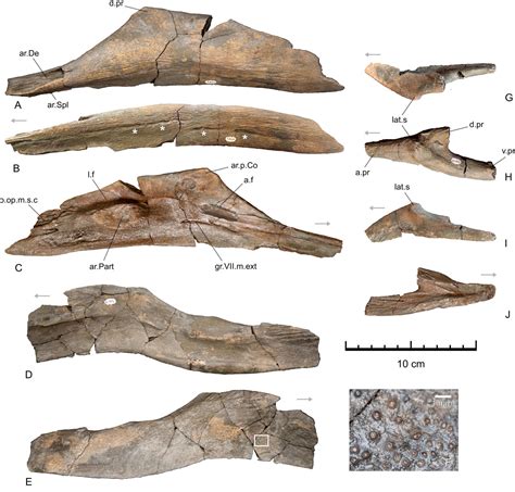 An Enigmatic Large Mawsoniid Coelacanth Sarcopterygii Actinistia