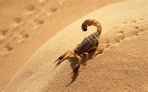 Desert Scorpion-Animal HD Wallpaper Preview | 10wallpaper.com