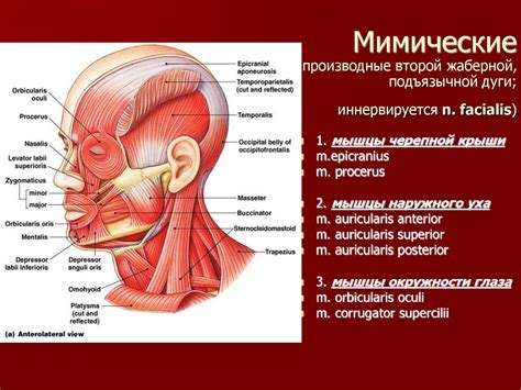 Общая миология. Мышцы головы и шеи - презентация онлайн