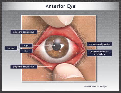 Conjunctiva Anatomy Discount Retailers