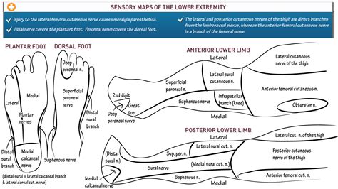 Lower Extremity Sensory Map