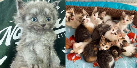 Kitten Is Accepted By A Cat And Her Litter Of Eight And It Changes