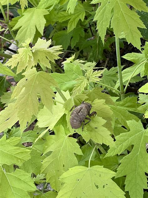 What is this horrifying thing on my maple tree? : r/whatbugisthis