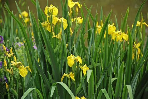 Iris Pseudacorus Gelbe Sumpf Schwertlilie W Rlein