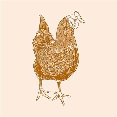 Chicken hand drawn illustration. Chicken meat and eggs vintage 3704978 ...