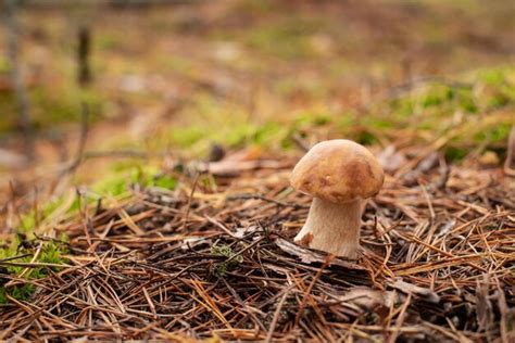 Premium Photo Small Porcini Mushroom Growing In Pine Forest In Moss