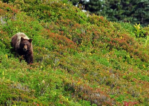 Wildlife Viewing | Visit Rainier