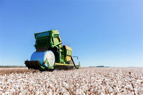 Começa Colheita Do Algodão Na Bahia Expectativa é De Boa Produtividade