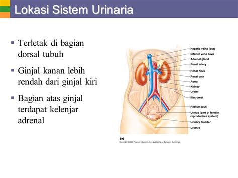 Detail Gambar Sistem Urinaria Ekskresi Gambar Sistem Ekskresi Koleksi Nomer 19