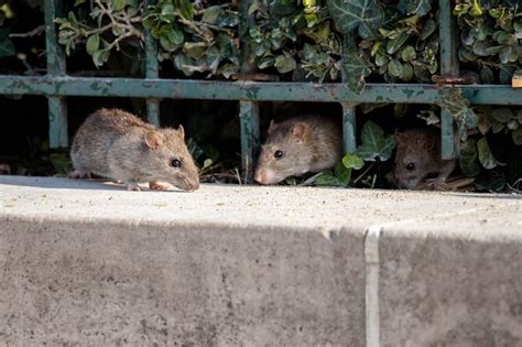 5 Tips For Rat Prevention In Your Southern California Home