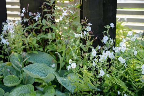 Plants For A North Facing Border Bbc Gardeners World Magazine