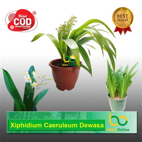 Jual Xiphidium Caeruleum Anggrek Cantik Tanaman Hias Bibit Online Kab