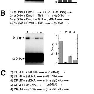 Dmc Reactions Lacking Rpa Are More Efficient When Hop Mnd And