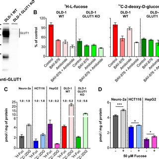 Lectin-based assay measurements of L-fucose uptake in presence of GLUT1 ...