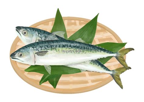 無料イラスト ザル付きの鯖zipファイル Pdf透過png