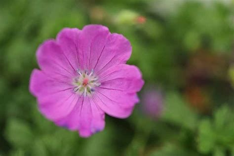 Geranium sanguineum - BBC Gardeners World Magazine