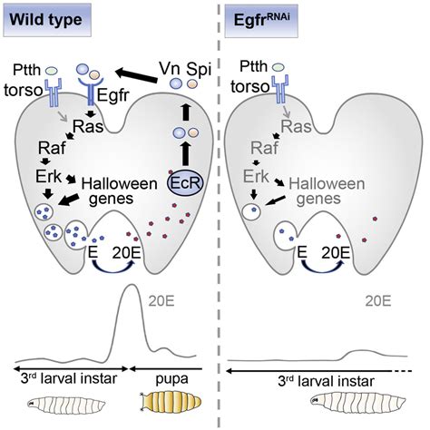 Egfr Signaling Is A Major Regulator Of Ecdysone Biosynthesis In The