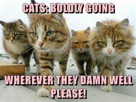 Wherever They Damn Well Please In 2024 Funny Cat Pictures Funny