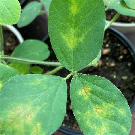 Bacterial Blight Symptoms On Soybean Leaves Cv Kasatka 35 Days After Download Scientific