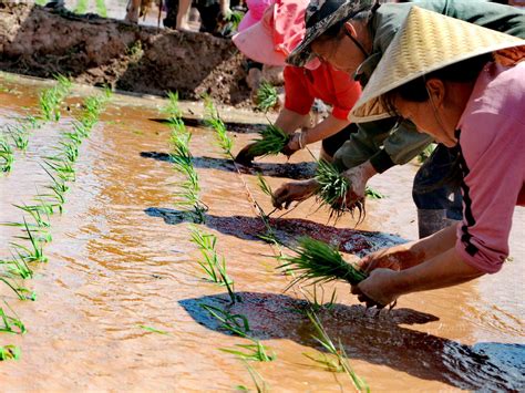 袁隆平超级杂交稻德昌基地“开秧门” 向着亩产1500公斤终极目标“冲锋” 荆楚网 湖北日报网