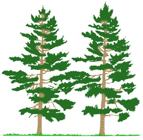 Free Pine Trees Cliparts Download Free Pine Trees Cliparts Png Images