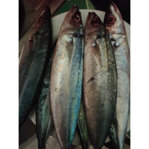 Jual Ikan Kembung Layang Shopee Indonesia