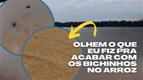 Como Acabar Com Caruncho - Como acabar com bichinhos no arroz? Caruncho. - YouTube